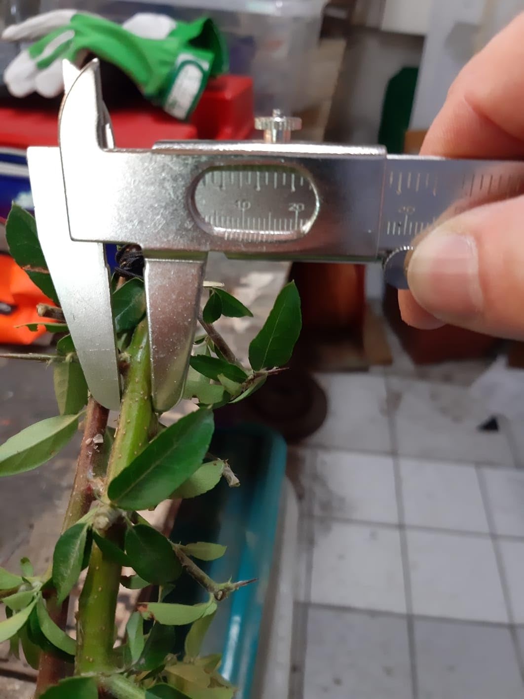 Cortasetos fantástico