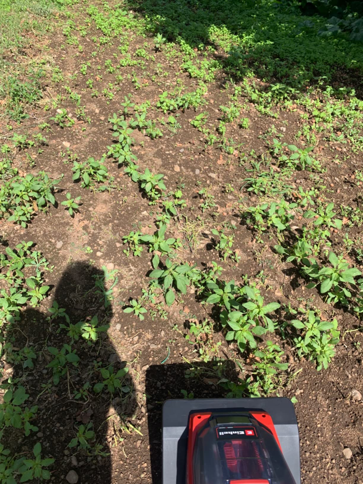 Perfecta para mi jardín