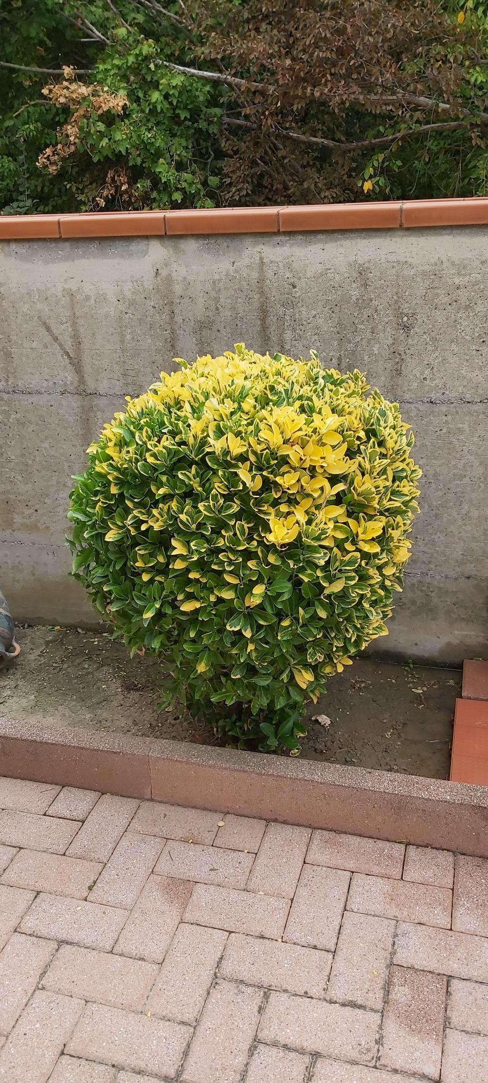 Correcto para jardines pequeños